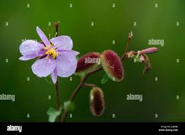 Image result for Clappertonia ficifolia