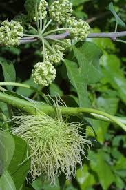 Image result for Maclura