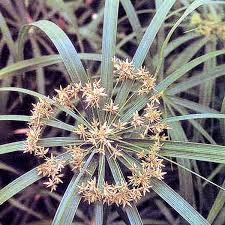 Image result for Cyperus amauropus