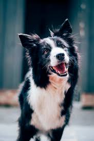 Check spelling or type a new query. Border Collie Pictures Download Free Images On Unsplash
