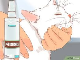 Does your cat like to hide in dangerous places around the home? 3 Ways To Encourage Your New Cat To Come Out Of Hiding Wikihow