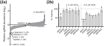Ng wai king is the managing partner of wongpartnership. A Synthetic Lethal Interaction With A Viral Induced Hypomorph Of Gbf1 Biorxiv