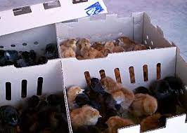 Faq: Baby Chick Care - Robert Plamondon's Rural Life