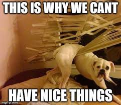 11 Dog Memes That Prove This Is Why We Can T Have Nice Things Puppy Leaks Funny Animal Memes Dog Memes Funny Dog Pictures