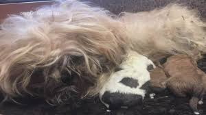 After watching several other puppy mill rescues get adopted, trip's turn for a forever family finally came. 134 Dogs Removed From U P Puppy Mill Shelter Seeking Donations Wzzm13 Com