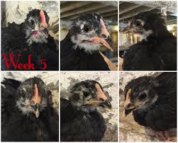 The australorp name came into use and was officially adopted in australia in 1930. Five Weeks Old So What Are We There A Chick