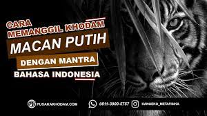 Cara memiliki khodam macan putih untuk orang awam. Cara Memanggil Khodam Macan Putih Dengan Mantra Bahasa Indonesia Youtube