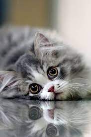 Cutest Animals My Garden Cute Animals Cats Pretty Cats