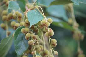 Image result for Mallotus