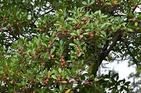 Image result for Pentaphylacaceae