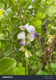 Image result for Crotalaria verrucosa