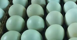 Real Bird Eggs For Sale Black Ameraucana Chicken Chicks For Sale Chicken Egg Colors Keeping Chickens