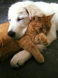 Maybe you would like to learn more about one of these? My Cat Finally Trust My Puppy Enough To Have Some Cuddles Animals Friends Cute Animals Baby Animals