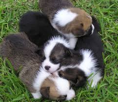 This depends upon your individual corgi's exercise habits and sleep needs, of course. Puppy Info Hill Country Corgis