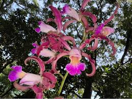 Image result for Habenaria livingstoniana