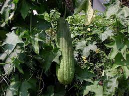However, some cactus plants have been found in the rainforest and in northern countries like canada. Luffa Wikipedia
