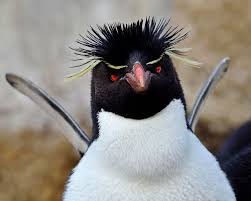 Bird with spiky hair on his crown bird, hair, weird, spiky, crane, zoo. Spiky By Tony Beck Photo 62323973 500px Penguins Pretty Birds Rockhopper Penguin
