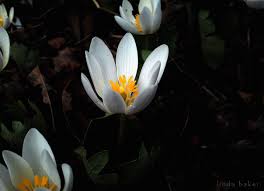 It makes a fantastic spot to enjoy a picnic or go cycling. Wallpaper Flowers Ontario Canada Nature Beauty Forest Glow Wind Miracle Illumination Earlyspring Heartening Tgam Photodesk Repeatingpatterns2012 4831x3500 1054236 Hd Wallpapers Wallhere