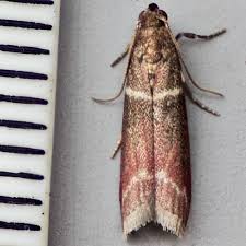 Image result for Cryptoblabes bistriga