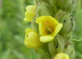 If still no one figures it out, ask for identification from the group rec.gardens or. Mullein Pictures Flowers Leaves Identification Verbascum Thapsus
