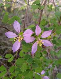 Image result for Bauhinia bowkeri