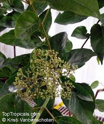 Image result for Premna serratifolia