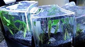 Aqueon betta falls aquarium kit in black | petco. Aqueon Betta Falls Easy Aquascape No Co2 No Ferts Simple Aquatic Garden Youtube