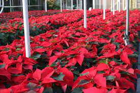 Shop our wide selection to help make that special someone's day. Pierson S Flower Shop And Greenhouses In Cedar Rapids Is Ringing In Its 90th Holiday Shopping Season The Gazette