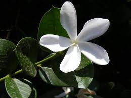 Image result for Carissa praetermissa