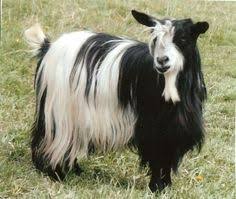 Miniature Silky Fainting Goats Fainting Goat Cute Small Animals Pigmy Goats