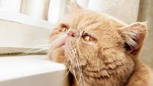 How to stimulate your cat's appetite. My Cat Is Not Eating Much But Acting Normal Why