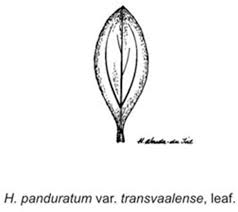 Image result for Helichrysum panduratum