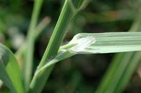 Image result for Bromus catharticus