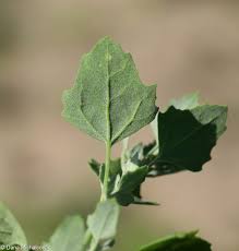 Image result for Chenopodium opulifolium