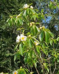 Image result for Limosella grandiflora