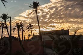 Nature Plants Palm Palm Trees Sky Sunset Light Sun Sihlouette Outdoors Evening Dark Travel Morocco Outside Beauty By Nadezhda Ermakova Photo Stock Snapwire