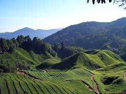 Mossy forest & gunung mini irau. 50 Tempat Menarik Di Cameron Highlands Popular Terkini