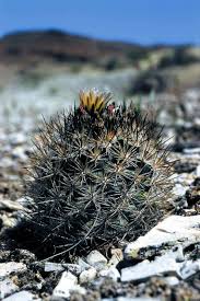 Senator and deputy minister of health. Pediocactus Sileri Wikipedia
