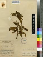 Image result for Virectaria major