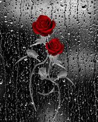 Black And White Pictures With Red Black White Red Wall Art Photography Rose Flowers Rain Bathroom Home Decor Matted Picture Red Wall Art Grey Wall Art Photography Wall Art