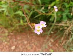 Image result for Melochia melissifolia