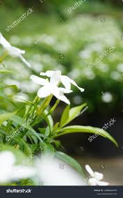 Image result for Tabernaemontana odoratissima