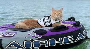 This maine hunter safety course is proudly made to serve students, agencies, and organizations in the state of maine and worldwide. Meet Fisher The Water Loving Adventure Cat