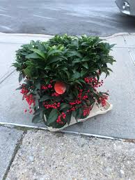 Image result for Ardisia staudtii