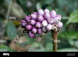 Image result for Anchomanes