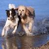 Story image for Best Pet Supplies Dog Supplies Dog Treats For Sale from Mashable