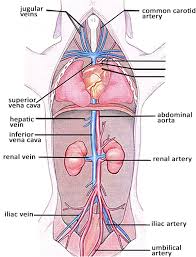 The Ultimate Fetal Pig Dissection Review