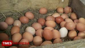 Shio ayam yang memiliki rencana untuk memiliki usaha, ini adalah waktu yang tepat untuk melakukannya. Jelang Ramadhan Harga Telur Dan Daging Ayam Di Probolinggo Naik 50 Persen Times Indonesia