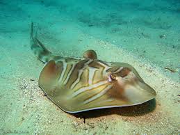 Image result for Tragia brevipes-benthamii-okanyu