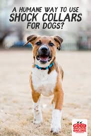 How To Use A Dog Shock Collar Humane Way To Use Dog Collars Good Doggies Online Dog Photography Dog Shock Collar Training Your Dog